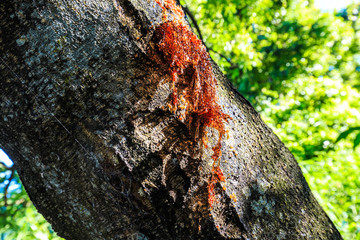 Tree sap bleeding from tree