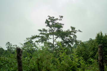 green tree