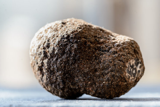 La trufa negra (Tuber melanosporum), conocida tambi&eacute;n como trufa de P&eacute;rigord, es muy apreciada en la gastronom&iacute;a por su aroma y es de gran valor econ&oacute;mico. 