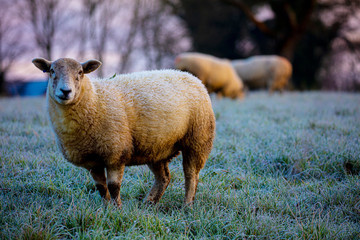sheep in field