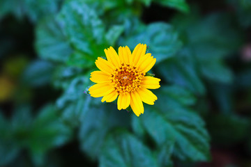 Beautiful little yellow flower in a park