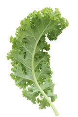 Organic Green Curly leaf Kales  freshness  vegetable salad  superfood  hight vitamins and  nutritious  isolated on white background texture soft focus