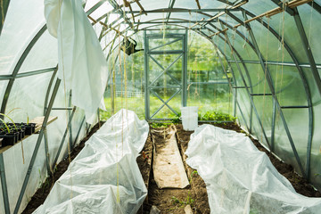 plants under cover in a greenhouse