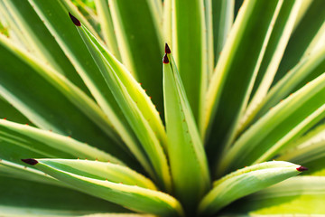 Obraz premium Close up of Agave plant in a park