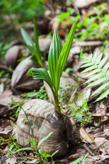 Sprout of coconut tree, green tender leafs