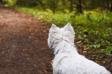 West highland white Terrier dog on a walk in the summer park with it`s owner. Looking after people...