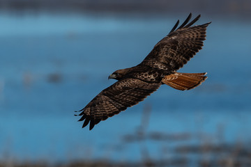 Red-tailed hawk in flight hawks flying