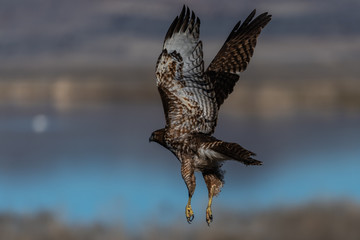 Red-tailed hawk in flight hawks flying