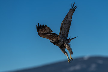 Red-tailed hawk in flight hawks flying
