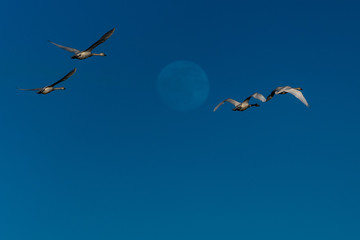 Tundra swan in flight swans flying