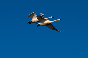 Tundra swan in flight swans flying