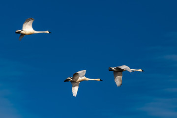 Fototapeta na wymiar Tundra swan in flight swans flying