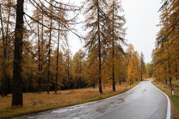 Empty Rural road in the Italian alpine mountains  during autumn