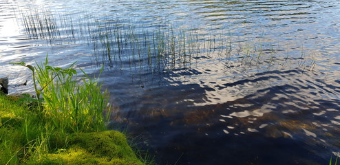 reflection of trees in water
