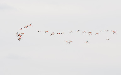 Group of flamingo exotic birds flying on the sky in a row.