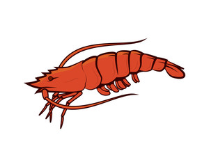 Detailed Shrimp Illustration as Sea Animal Entity
