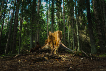 tree stump in forest