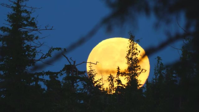 Spooky full moon rising among old gnarly spruce tree limbs in Southeast Alaska.