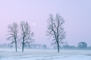 Obraz na płótnie Canvas Winter landscape of bare trees and full moon at dawn in a rural setting, Michigan, USA