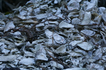 oyster shells in forest