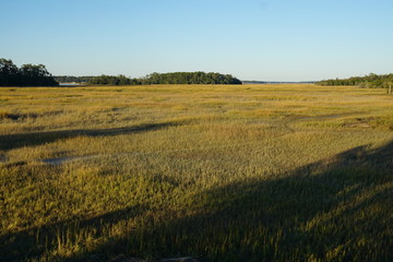 Fototapeta premium rural landscape with grass and blue sky
