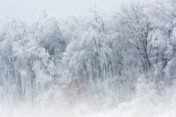 Winter landscape of snow flocked forest, Yankee Springs State Park, Michigan, USA
