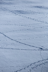 Traces dans la neige