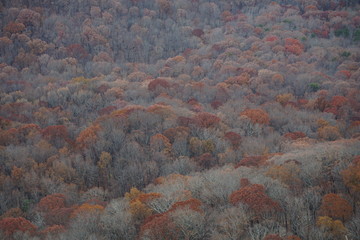 grey, red and brown trees in fall