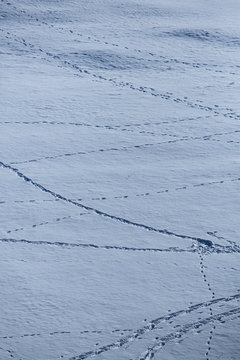 Traces dans la neige