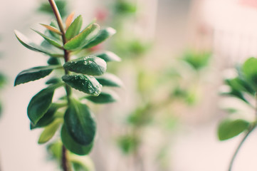 leaves of succulent sedum or Hylotelephium spectabile, ice plant or stonecrop, in a clay pot on a windowsill. Template for design.