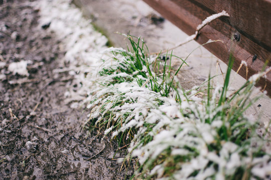 Filtered sullen green grass growing through snow on a field in winter with a bush in the background, low angle view, copy space. early spring concept.