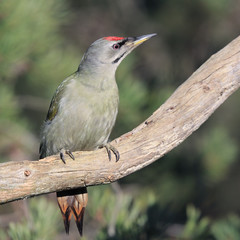 grey-headed woodpecker