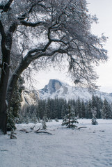 Fototapeta na wymiar Half Dome and snowy tree from Stoneman Meadow; Yosemite National Park