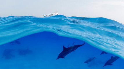 Family, a herd of dolphins on the high seas next to an anchored yacht