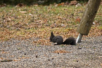 Männliches dunkelbraunes Eurasisches Eichhörnchen (Sciurus vulgaris) frisst Hainbuchensamen  auf...