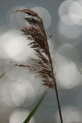 Grass in the wind with bokeh