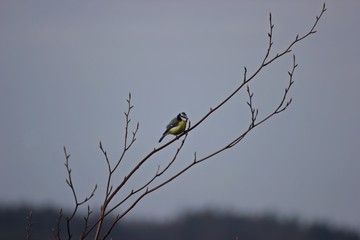 Blaumeise (Cyanistes caeruleus) auf Zweig im Winter vor Himmel