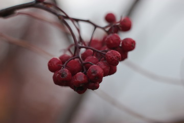 red berries on a branch