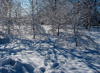 Obraz premium winter walk through snowdrifts in a birch grove