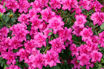 Beautiful pink azalea flowers blossom background.