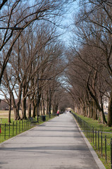 Avenue of trees, beside the Reflecting Pool, Washington DC