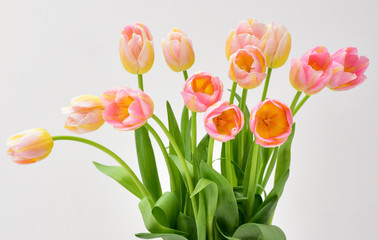 Spring Tulip Flowers over white. Tulips bunch. Pink tulips.