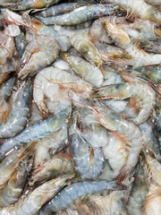 Fresh shrimp on ice in seafood market, Food industrial background.