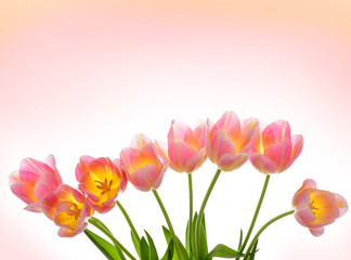 Spring Tulip Flowers over white. Tulips bunch. Pink tulips.