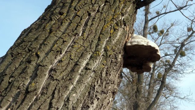 Big mushrooms row The real fungus, Fomes fomentarius,Boletus fomentarius, Polyporus fomentarius, Fomes griseus, Ungulina fomentaria Trunk of a tree