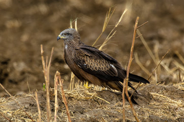 Milan noir,  Milvus migrans, Black Kite