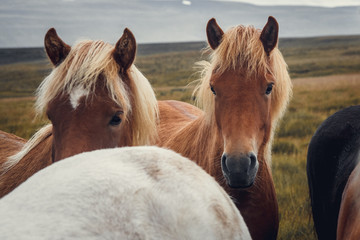 Icelandic horses in the field of scenic nature landscape of Iceland. The Icelandic horse is a breed of horse locally developed in Iceland as Icelandic law prevents horses from being imported. Place