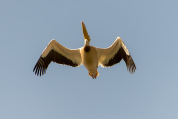 Pélican blanc,.Pelecanus onocrotalus, Great White Pelican, Sénégal