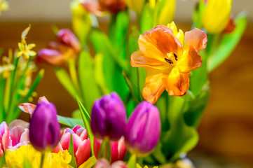 A fresh and colorful spring bouquet with tulips and daffodils. Concept: flowers or surprise or holiday day