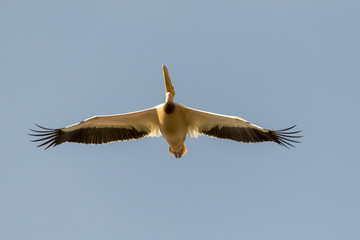 Pélican blanc,.Pelecanus onocrotalus, Great White Pelican, Sénégal